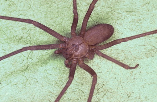 This spider is a native of the hobo spider bite treatment. This spider is a native of the