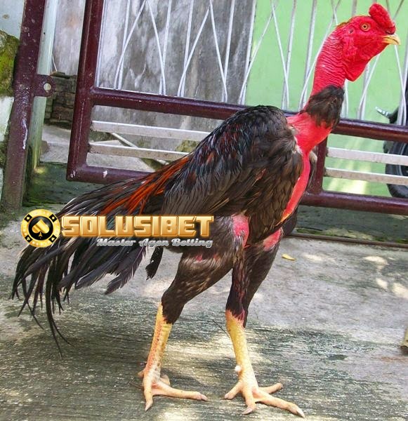 sabung ayam online