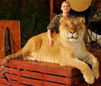 animal news animals, liger, ligers, tiger-lion offsprings, lion-tiger offsprings, world's largest cat of the world, largest cat on the earth, sinbad the liger, hercules the liger, tiger lion hybrid of lion and tiger, tiger lion crossbreed, hybrid of tiger and lion, ligers the top hybrid animal, in love of animal, animal lover, love of tiger, call of the wild, call of the wild animal