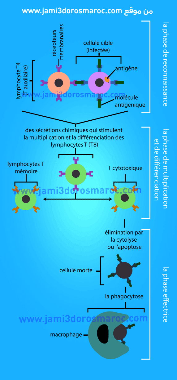 les étapes de l'immunité cellulaire