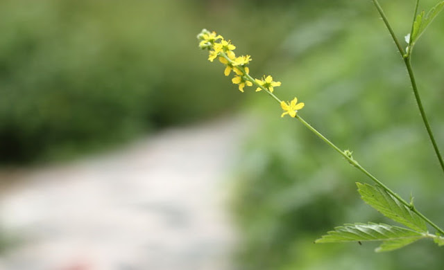 Agrimony Flowers Pictures