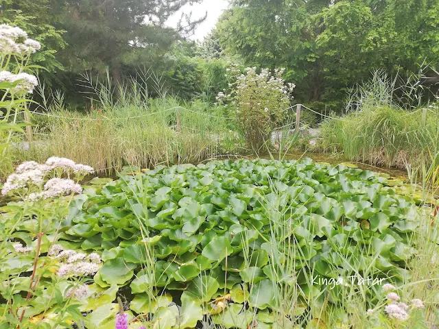 Garten_teich_bepflanzung_2