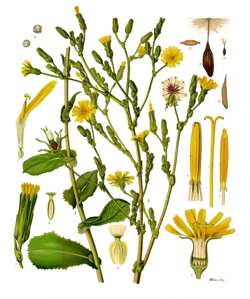 lletuga o lletúa salvache – lactuca virosa