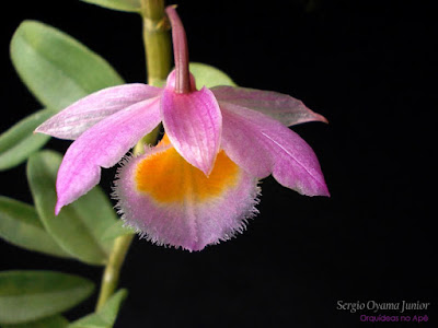 Orquídea Dendrobium loddigesii