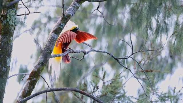 Burung Cendrawasih