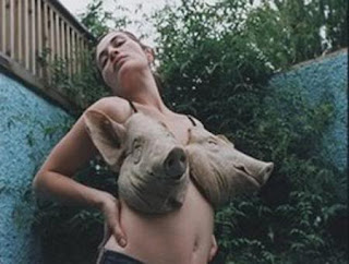 pig bra