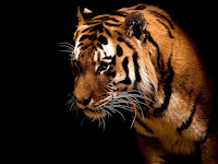 High Definition Tiger Desktop Wallpapers