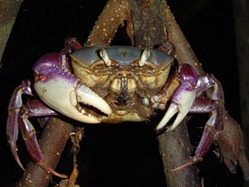 caranguejo amapá