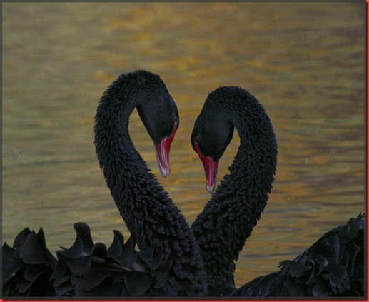 Black Swans