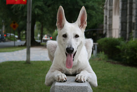 Big German Shepherds: White German Shepherd Dogs