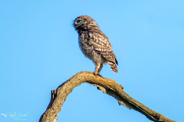 Little owl