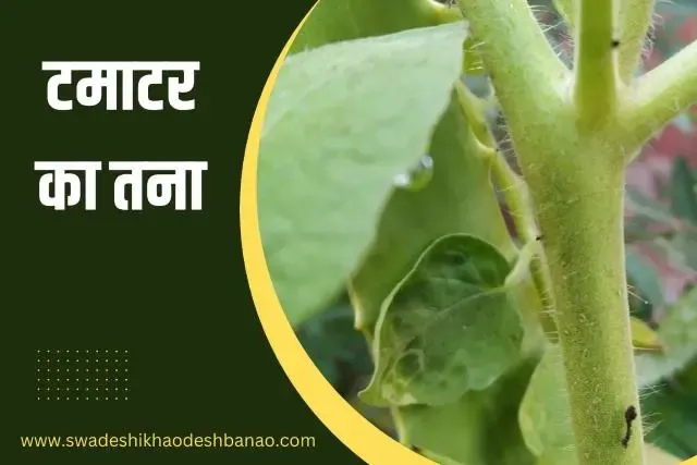 Information Tomato stalk in Hindi