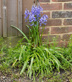 Hybrid Bluebell, Hyacinthoides x massartiana.  Hayes, 25 April 2016.