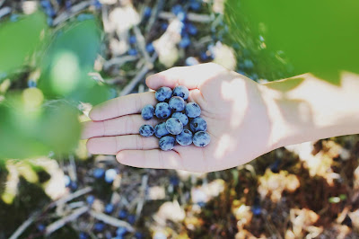 Some Picked Blueberries-- Photo by Farsai Chaikulngamdee on Unsplash