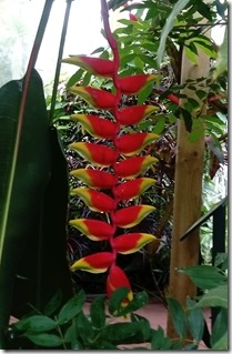 10 amazing tropical flower