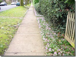 Crocuses