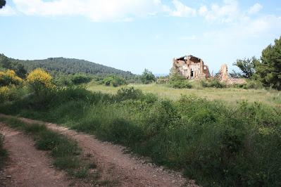 ARBRES SINGULARS A L'ALBÀ-AIGUAMÚRCIA-ALT CAMP, Camí del Pla de Manlleu a Aiguamúrcia + Masia de Cal Güell