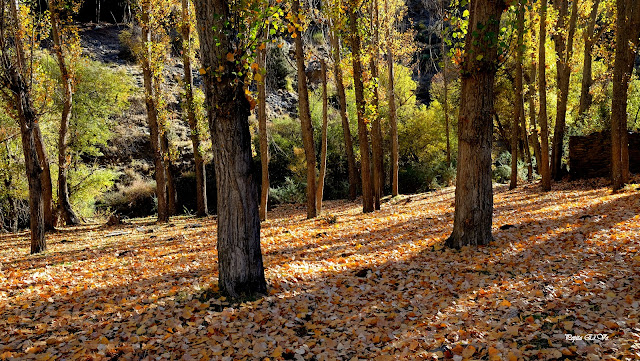 Área recreativa la Tizná, Barranco Alcázar