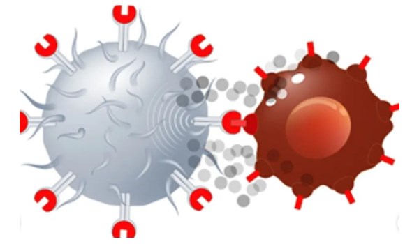 Ilustrasi Mekanisme Sel Imun (Kiri) mengenali Sel Kanker (Kanan) (Cell & Gene)