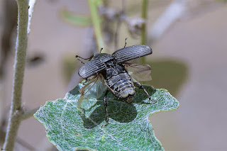 picudo-negro-del-agave-scyphophorus-acupunctatus-