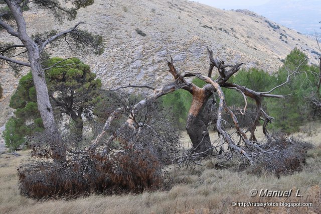 Pinar de Canava - Los Caracoles