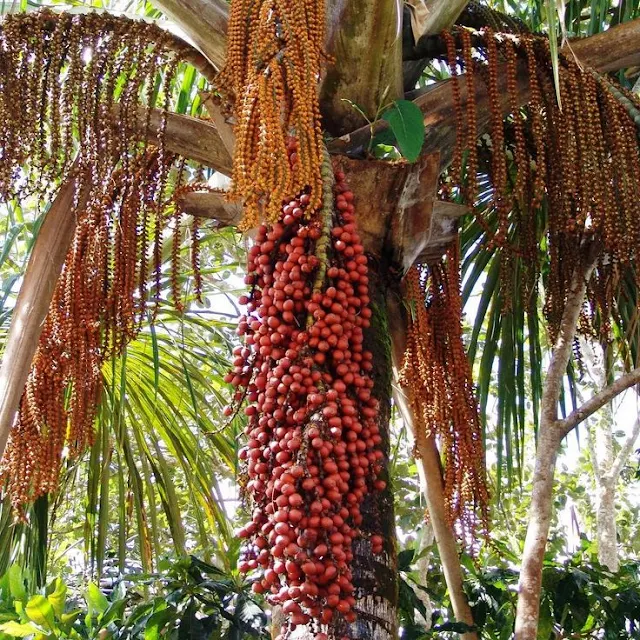 Saiba-tudo-sobre-Buriti-Mauritia-flexuosa