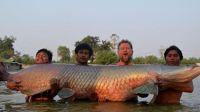 ikan arapaima terbesar