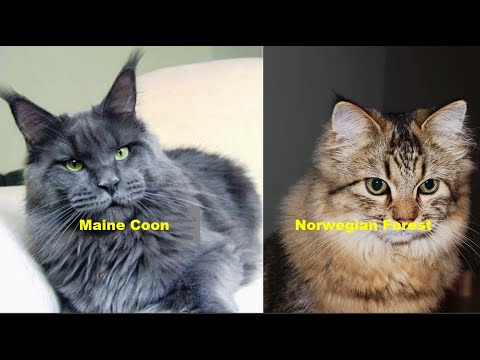 Kucing Maine Coon vs Norwegian Forest: Dua Raksasa Bulu yang Menggemaskan