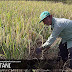 5 Hambatan Yang Sering Dialami Oleh Para Petani