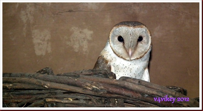 Barn Owl