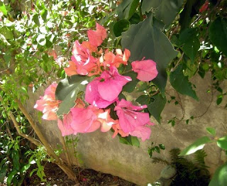 Hot pink and orange bougainvillea