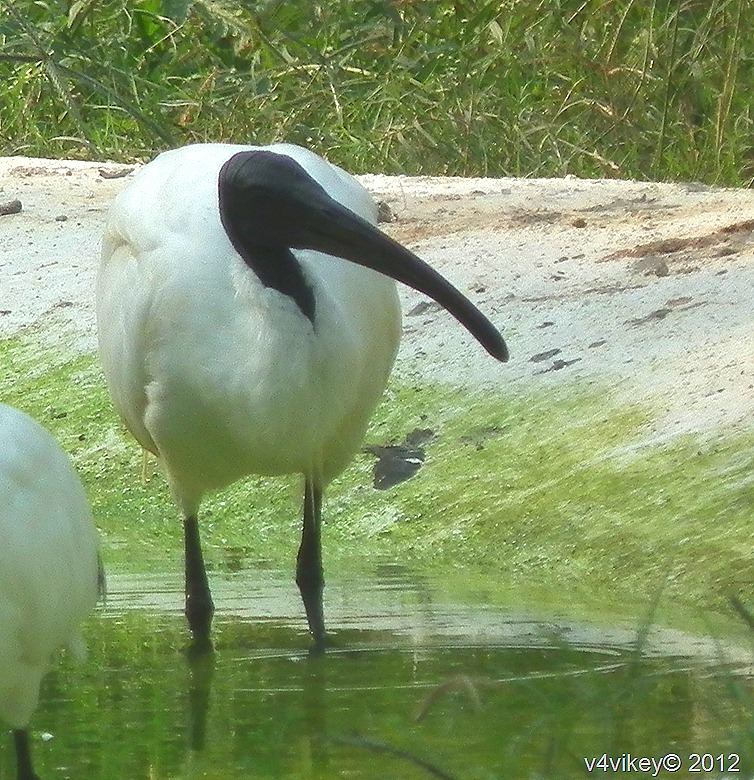 Black Headed White Ibis
