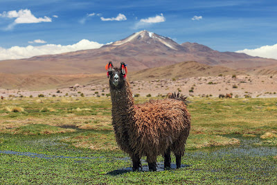 Llamas