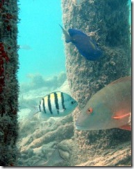 dry_tortugas_snorkeling-236x300