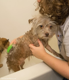 Bailey gets a bath with the furbliss silicone dog brush