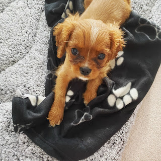 Cavalier King Charles Spaniel puppy.