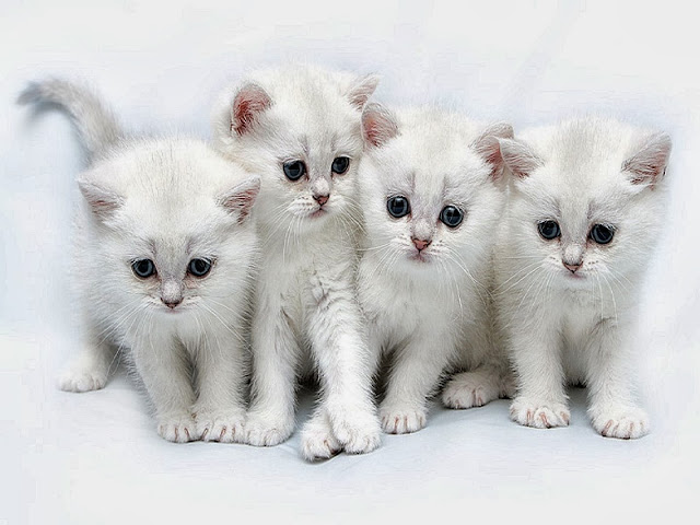 Cute Cats HD Wallpaper Free