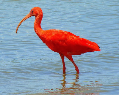 Corocoro rojo: Eudocimus ruber