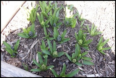 Spring 2012 013