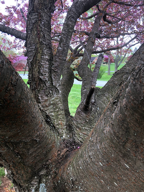 Cherry blossom tree