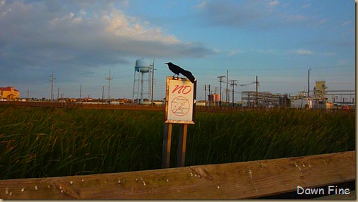 padre island fall out_014