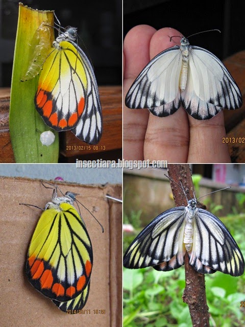 Delias hyparete_Painted jezebel_ jantan-atas dan betina-bawah.jpg