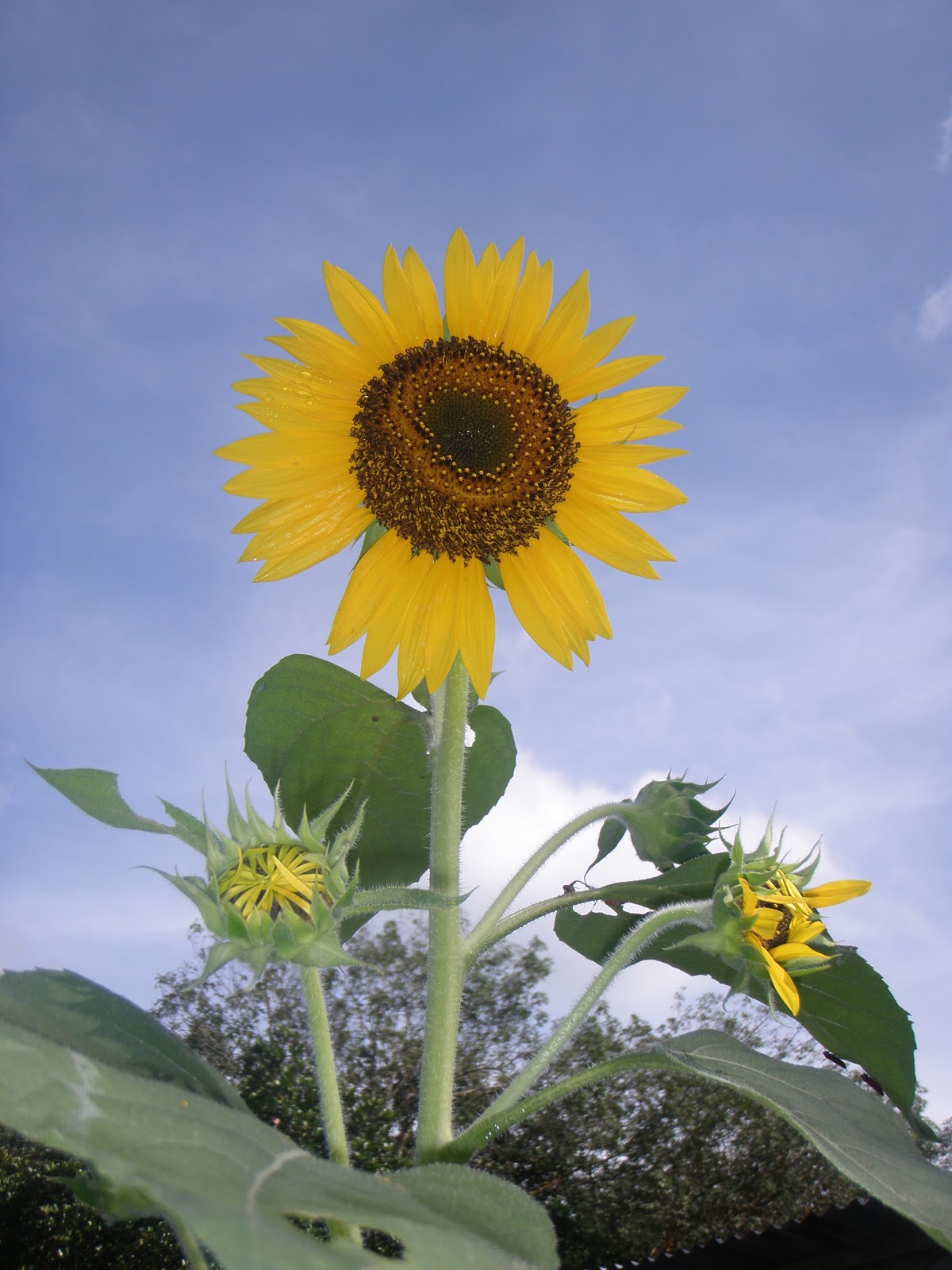 Gambar Bunga Matahari Cantik - Informasi Seputar Tanaman Hias