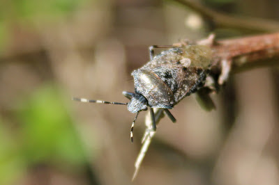 Grauwe Veldwants - - Rhaphigaster nebulosa