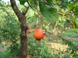 cashewnews_036