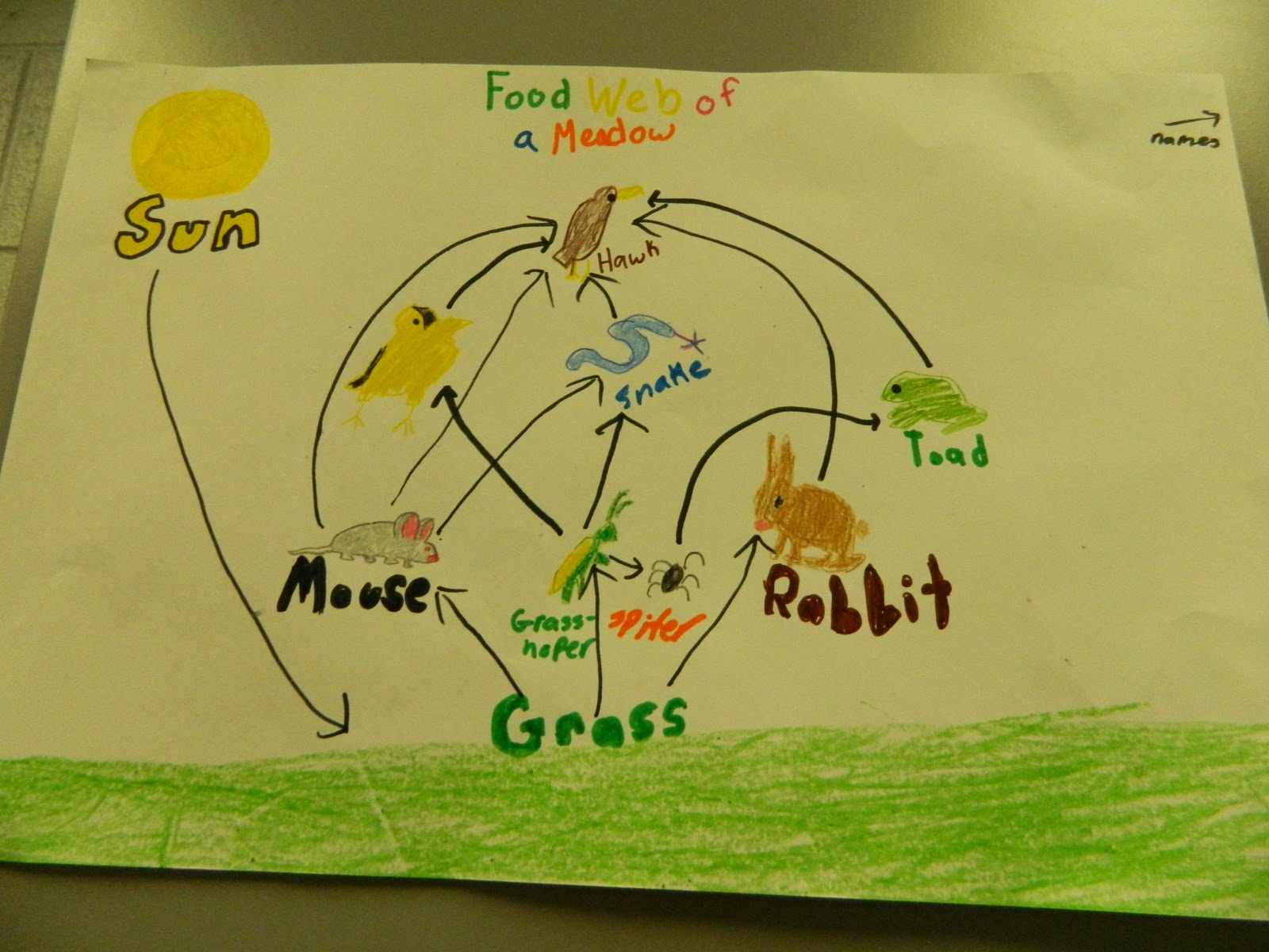 Science Gal: Food Webs Posters