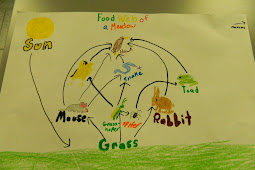 A Food Web