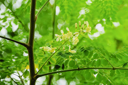 Kandungan dan manfaat daun kelor