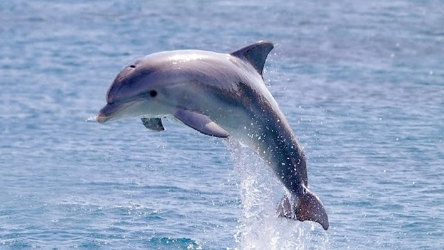 دیکھ بھال پر مامور شخص ڈولفن مچھلی کے ساتھ ایک برس تک جنسی زیادتی کرتا رہا