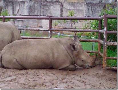 rhino